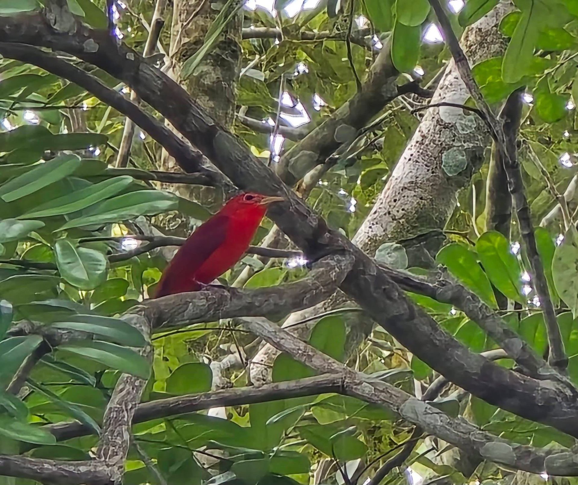 Tángara roja en el bosque