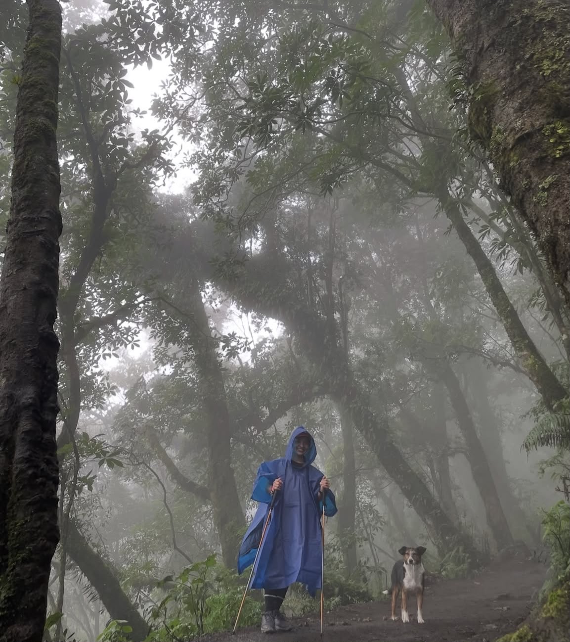 Bosque nuboso entre la niebla