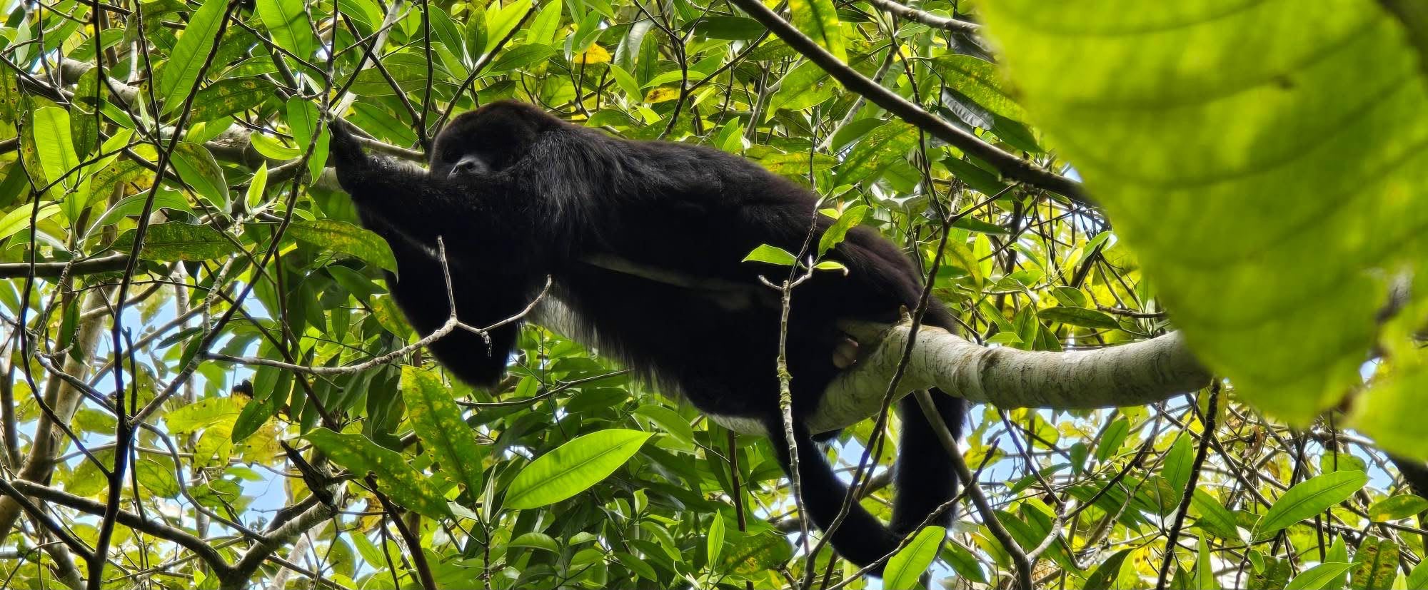 Mono aullador en la selva