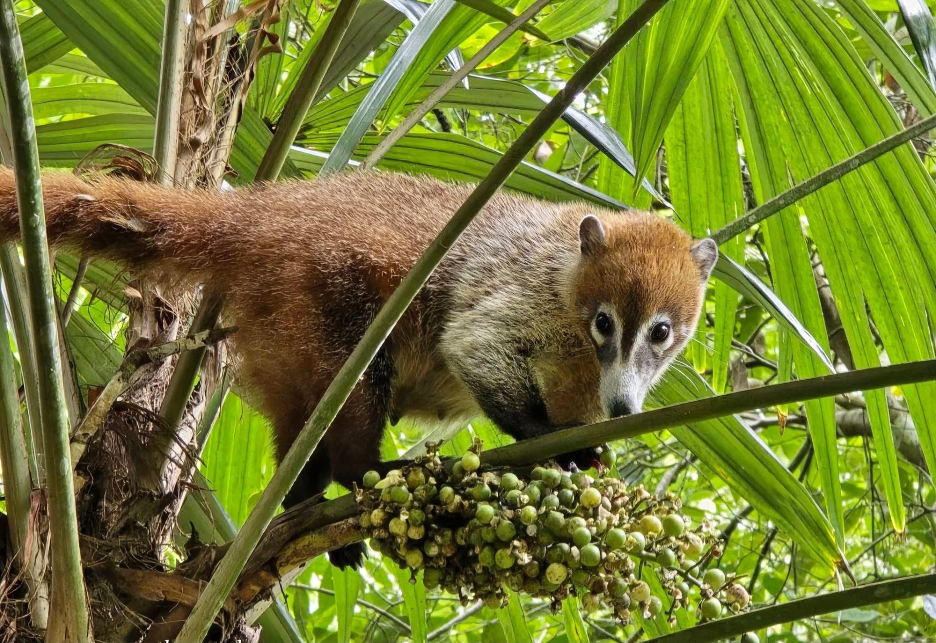 Pizote en el Petén